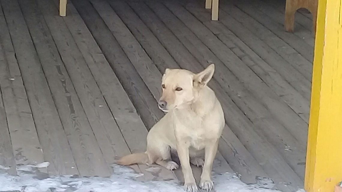 Из-за бродячих собак сотрудники детского сада в Братске не водят на прогулку детей уже 2 недели