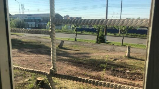 Кто ответит за уничтожение лесных насаждений в Братске?